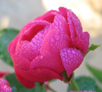 Rose Close up